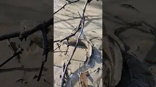Today, after irrigating the pond, I caught a 2kg shoal fish. #viral #fishing #shortvideo #shorts