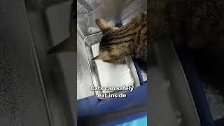 Keep strays warm this winter with heated shelters! #clawsable #heatedcathouse