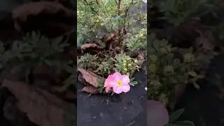 Лапчатка/Перстач/Potentilla fruticosa &lsquo;Pink Queen&rsquo; #nature #flowers #garden #shorts