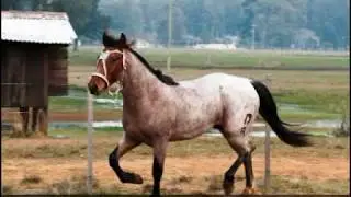 algumas pelagens de cavalo
