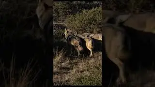 Wolf Pack Hunting Together 🐺 Wolves Hunt as One 🐺🔥 | Nature&rsquo;s Perfect Team #shorts #wolf #animals