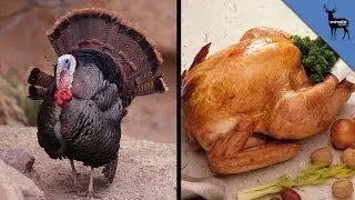 Why Do We Eat Turkey On Thanksgiving?