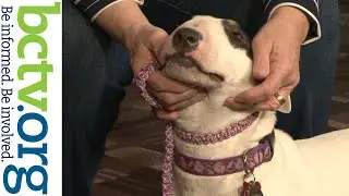 Miniature Bull Terrier Breed 3-1-22