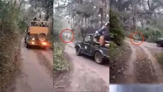 Plz जंगल में यह गलती मत करना🙏Tiger Attack | Jungle Safari | pilibhit Tiger reserve Tiger safari vlog