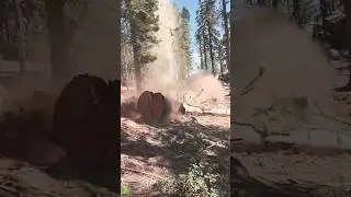 Successful people are not gifted #wood #husqvarnachainsaw #viral #tree #shortsfeed #chainsaw #shorts