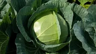 How to grow cabbage   very easy!