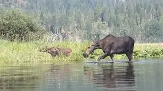 3 moose on Upper Twin Lake Idaho, July 2024