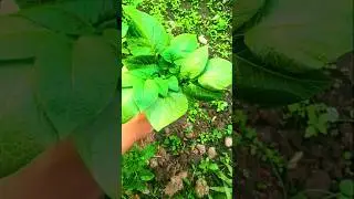 Potato Plant Reverse video🥔 #vitalshorts #shorts #ytshorts #shortsfeed #shortsviral #reverse #viral