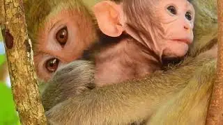 Watch This! Baby Monkey's First Steps - November 2025