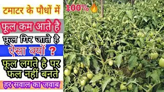 टमाटर के पौधों में फूल कम आना या फूल गिर जाना | flower drop problem in tomato | Praveen Thakur