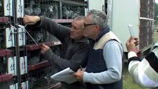 Wypuszczono czterdzieści tysięcy gołębi Rumuńskich 2018 Tomaszów Lubelski