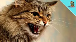Your Cat Needs Your HELP When She Does THIS!