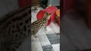 Super SOGGA👍 Our F1 Savannah kittens being curious and cautious with their new tunnel toy 😻 so funny