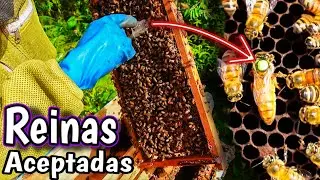 Revisión de la Introducción de Reinas en Colmenas y Núcleos 🐝