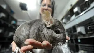 Inside the Chinchilla Fur Studio From the Farm to the High End Jacket – Complete Process
