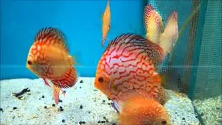(6760DRM2) Pigeon Spider Discus