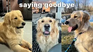Difficult Update on Tucker, our Golden Retriever