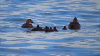 h,b,eider