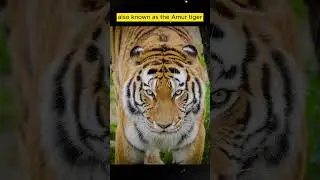 ✨😮Do you know.. How Many Types of Tigers Exist? #shorts