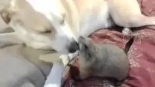 Copy of prairie dog puppy love or taste test?