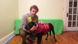 Ruffwear - K-9 Float Coat In List Top 8 Best Large Dog Life Jacket Reviews (2018) By Howdogcare.com
