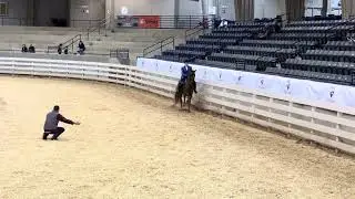 Saddle & Bridle Hunter classic champion ASAC 2025