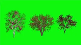Three different plants green screen video for free download @vfxtools