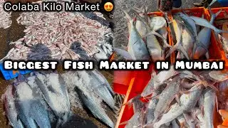 Biggest Fish Market of Mumbai 😍 | Colaba Kilo Fish  Market | Sasson Dock Fish Market