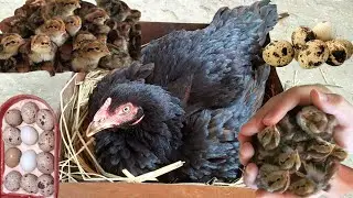 Quail Eggs Hen Harvesting || Huevos De Codorniz Cosecha De Gallina || 3MB Vlogs