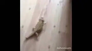 Speed lizard