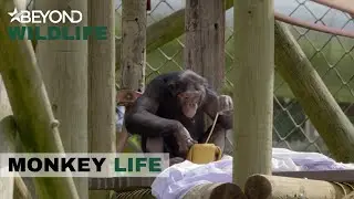 S9E12 | Hananya's Chimpanzee Troop Is Kept Busy Solving Puzzle Cubes | Monkey Life | Beyond Wildlife