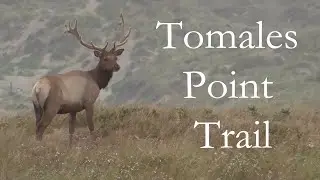 Tomales Point Trail.