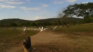 Ganso voador.