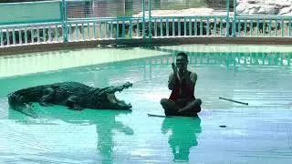 #crocoshow
