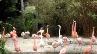 Flamingo Mating Behavior