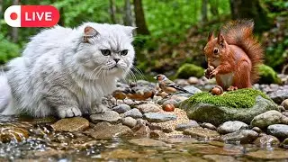 Cat TV ~ Relaxing Day ☀️ Birds 🕊️ Squirrels 🐿️ Calm Nature Harmony 🎶