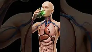 Spinach Inside Your Body | 3D Anatomy Explained #shorts #bodyscience #trending #like