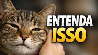 A Verdade Sobre o Amor dos Gatos Que Quase Ninguém Entende