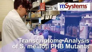 Transcriptome Analysis of S. meliloti PHB Mutants - mSystems&reg;