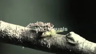 Spider Fight: Green Jumping Spider versus Portia spider