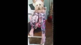 Dog dancing to turn down for what