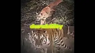 Tiger vs Puma #animalbattle#bigcat