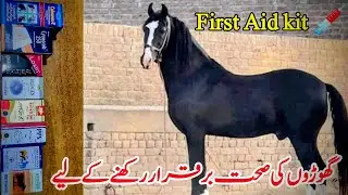 Compulsory First Aid Box for Horses All over the World...