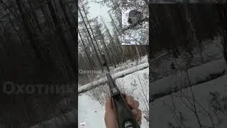 HUNTING FOR GROUSE AND CAPERCAILLIE