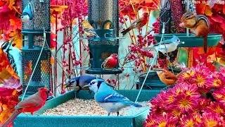 🔴LIVE Cottage Garden Bird Feeder: Cardinals, Juncos, Snow Birds, Chipmunks, Cozy Fall Autumn Colors