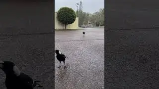 Messenger from the Nature