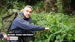 La consoude (Symphytum officinale) - plante comestible et m&eacute;dicinale