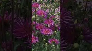 🌱🦟 AMAZING What CARNIVOROUS PLANTS EAT! | Educational Videos for Children | @HappyLearningEN