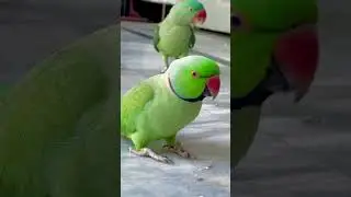 Parrot Breakfast🤣😂🍉🍉 #parrots #mitho #parrotshorts