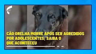 C&atilde;o Orelha morre ap&oacute;s ser agredidos por adolescentes; saiba o que aconteceu